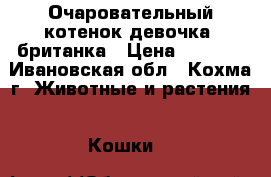 Очаровательный котенок(девочка) британка › Цена ­ 1 000 - Ивановская обл., Кохма г. Животные и растения » Кошки   